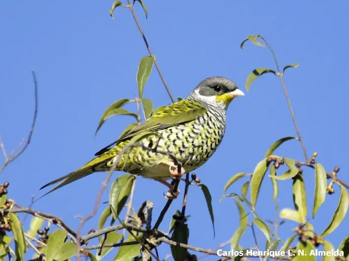 File:Swallow-tailed Cotinga (Phibalura flavirostris).jpeg