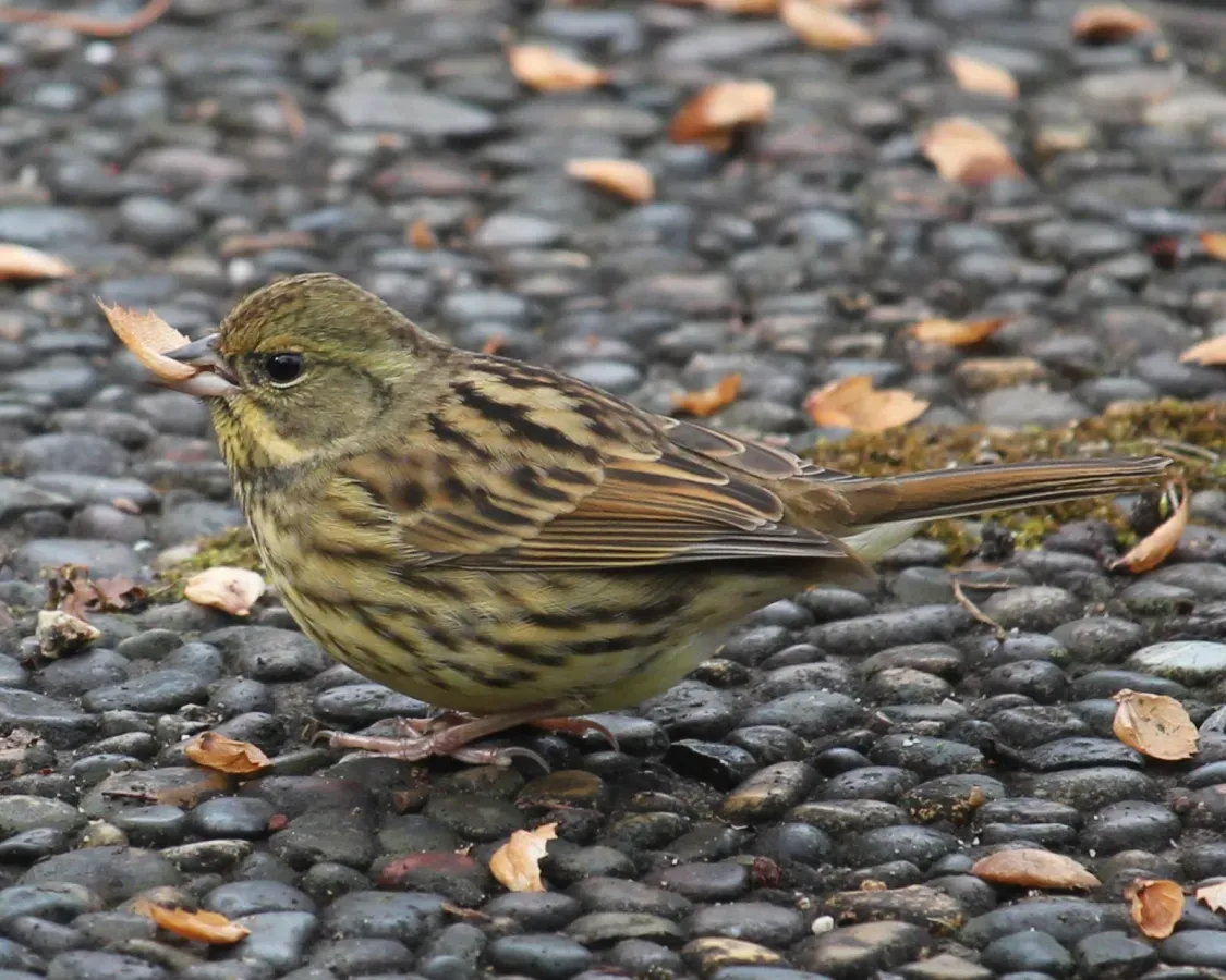 File:Emberiza spodocephala personata f2.JPG