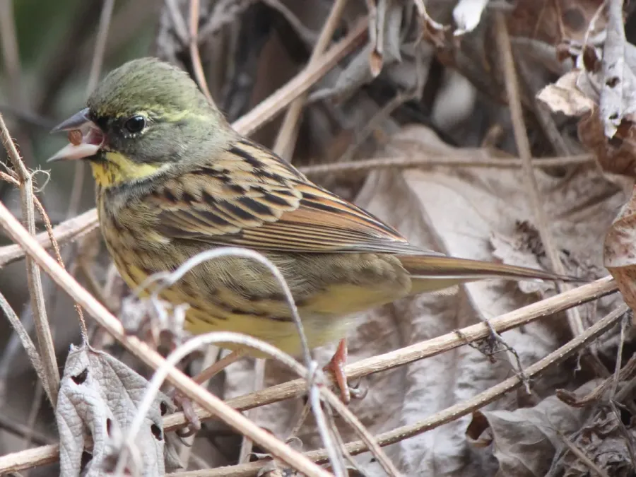 File:Emberiza spodocephala personata f3.JPG