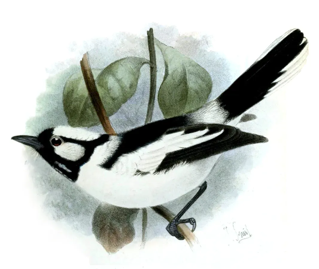 File:Carterornis pileatus Smit.jpg
