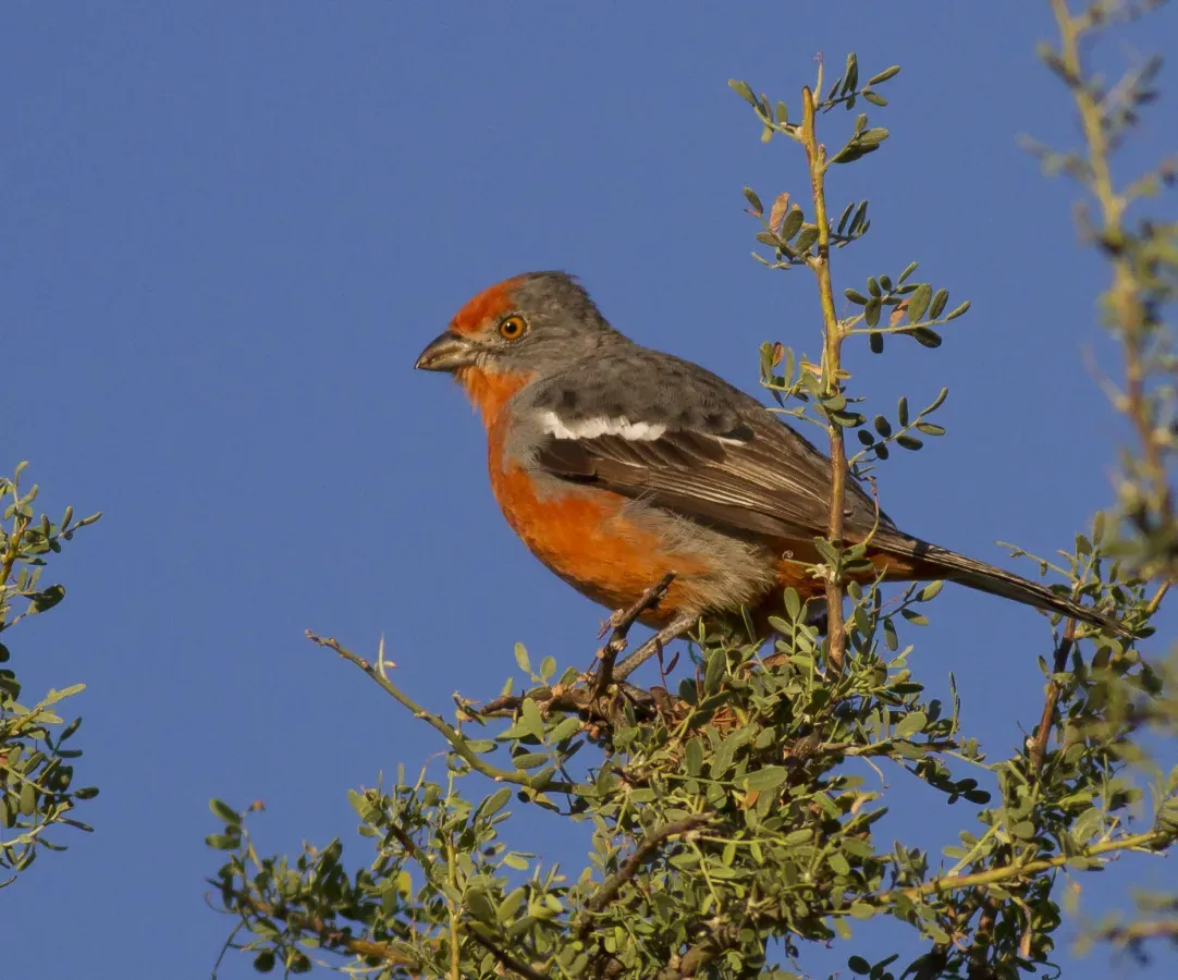 File:White-tipped Plantcutter (Phytotoma rutila).jpg