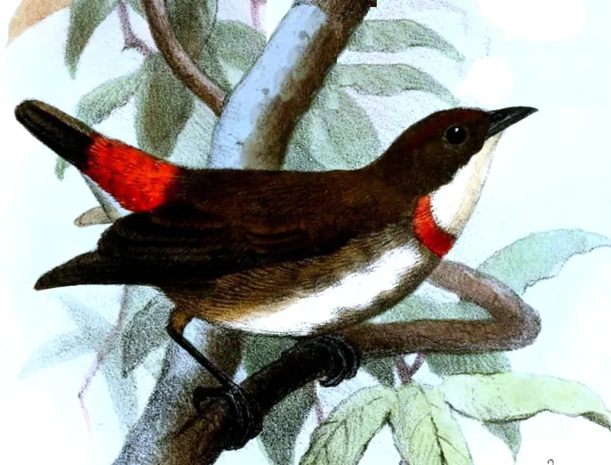 File:Dicaeum eximium Smit.jpg