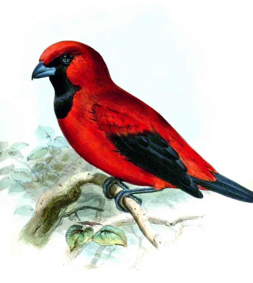 File:Calochaetes coccineus Wolf.jpg