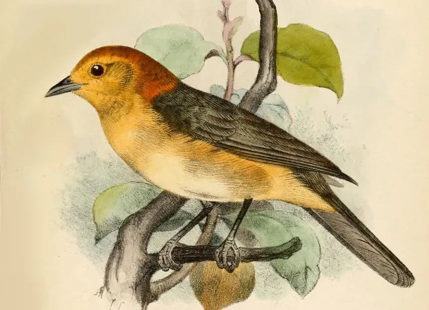 File:Thlypopsis inornata Smit.jpg