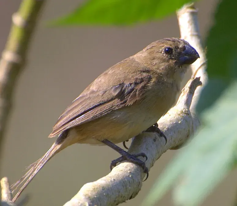 File:Sporophila leucoptera 2.jpg