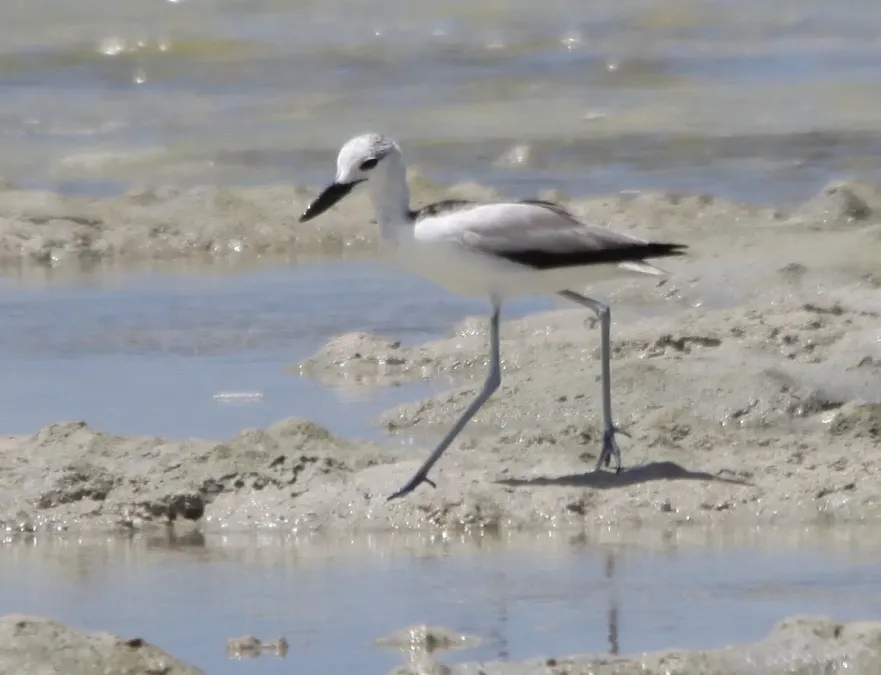 File:Dromas ardeola Kenya 2.jpg
