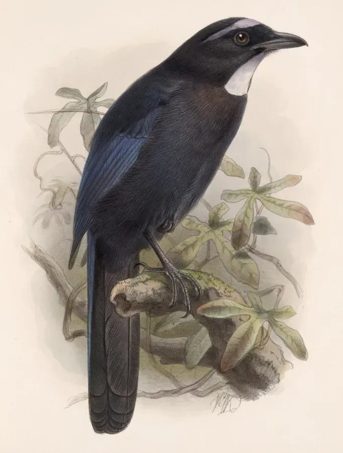 File:Cyanolyca argentigula Keulemans.jpg