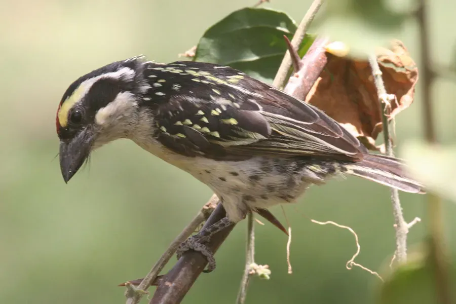 File:Tricholaema diademata.jpg