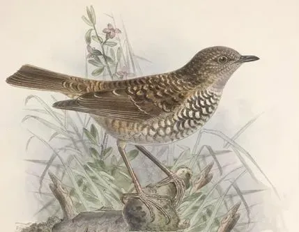 File:Myadestes obscurus Keulemans.jpg