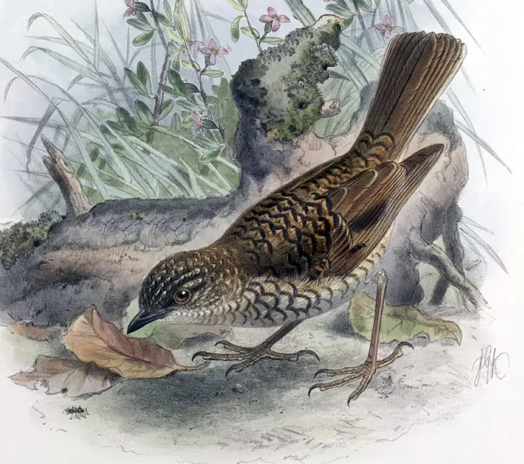 File:Myadestes lanaiensis lanaiensis Keulemans.jpg