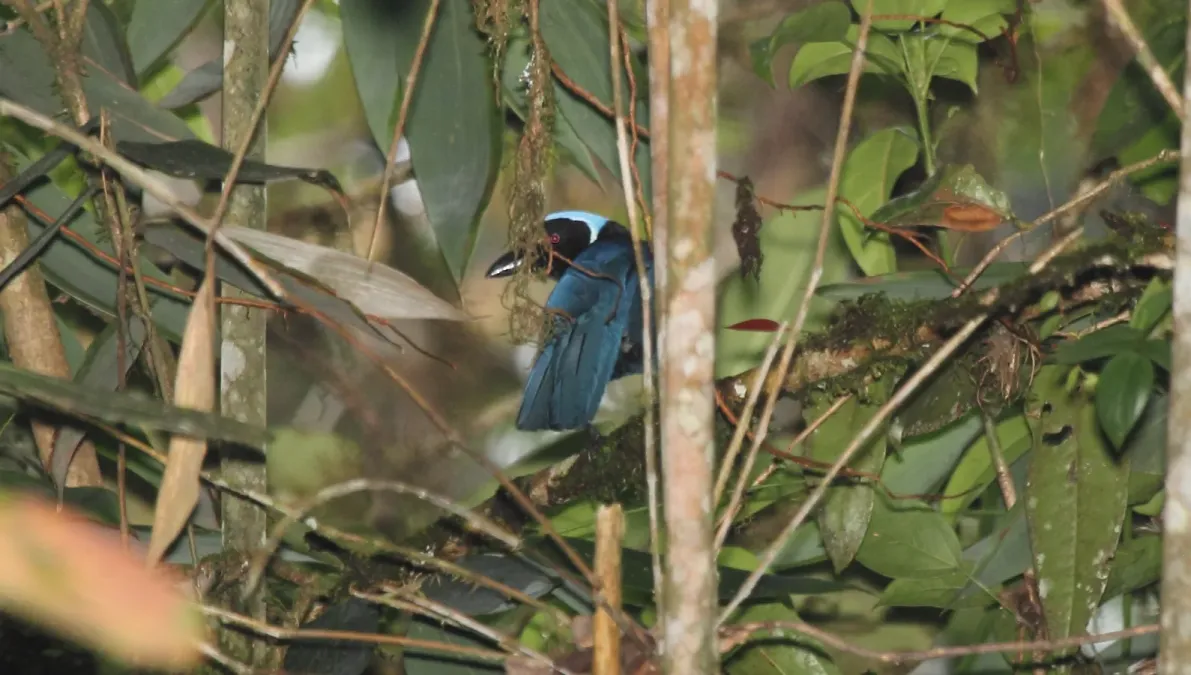 File:Cyanolyca cucullata foliage.jpg