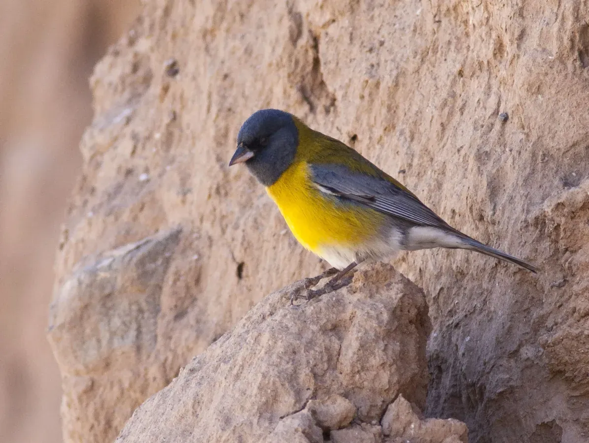 File:Phrygilus gayi, El Infiernillo, Tafí del Valle, Tucumán, Argentina.jpg