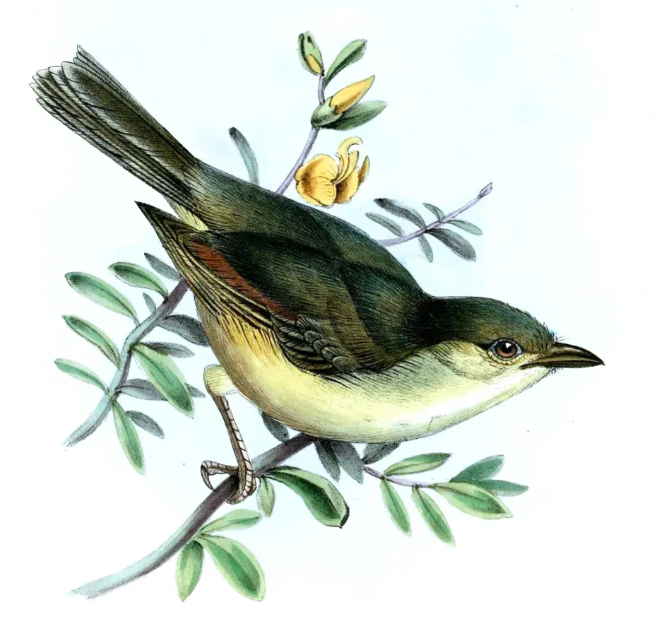 File:Vireo osburni Jennens.jpg