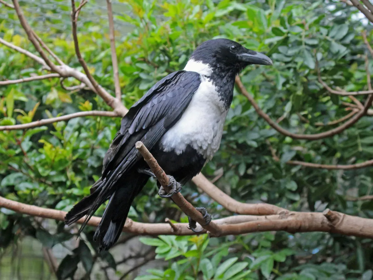 File:Pied Crow (Corvus albus) RWD2.jpg