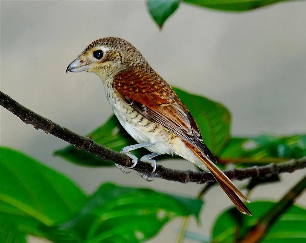File:Tiger shrike (Lanius tigrinus), Hindhede Nature Park, Singapore - 20060921.jpg