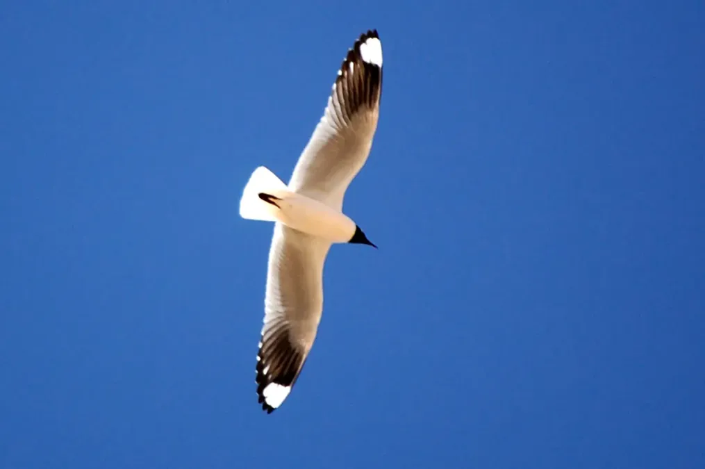 File:Chroicocephalus serranus Altiplano3 cropped.jpg