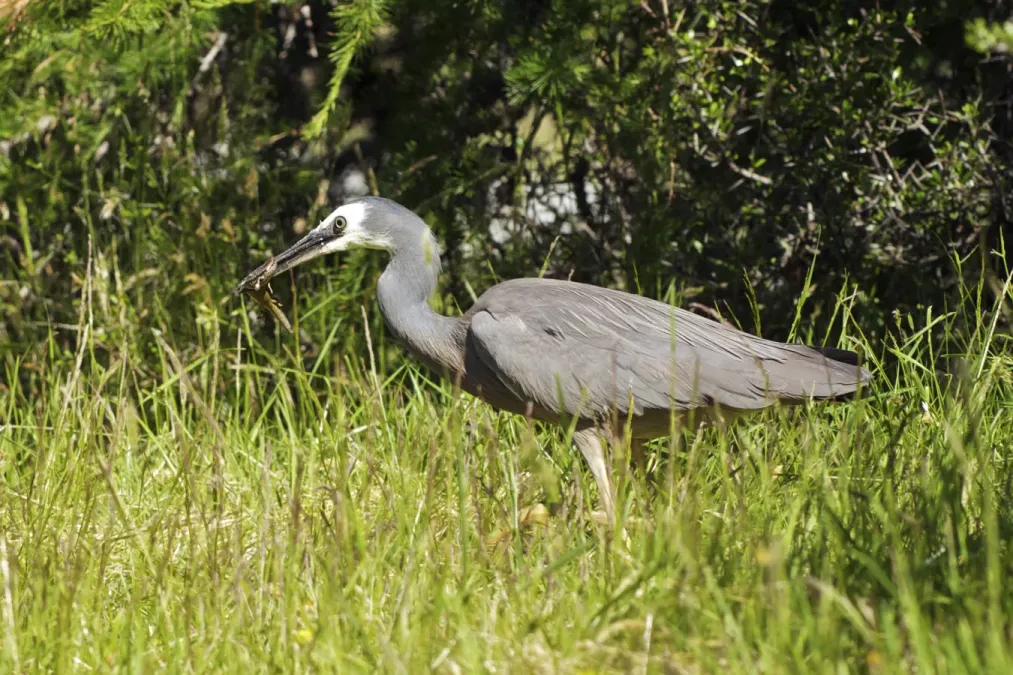 File:Egretta novaehollandiae LC0249.jpg