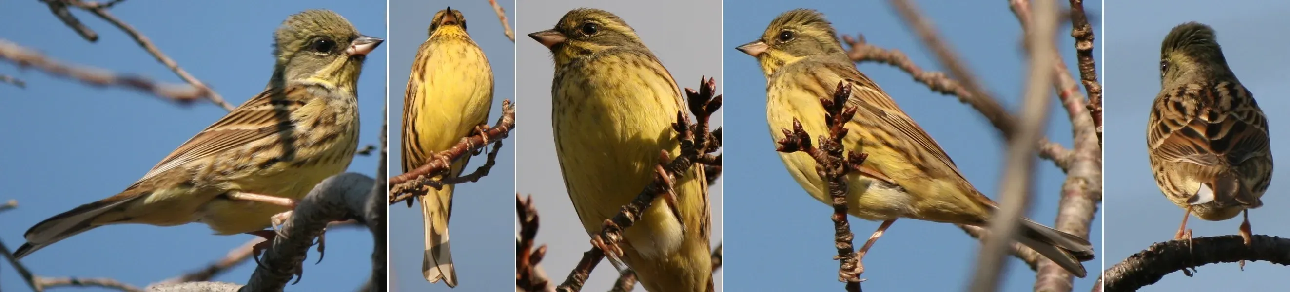 File:Emberiza spodocephala personata Montages.jpg
