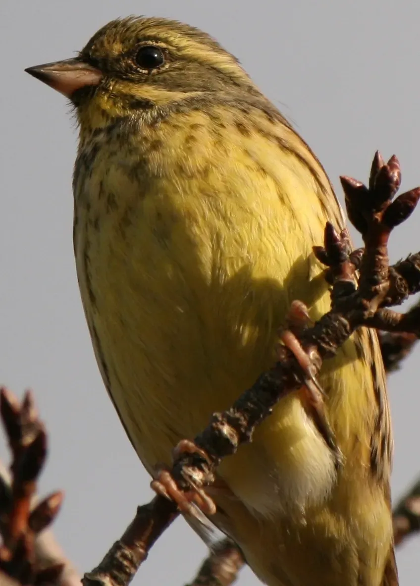 File:Emberiza spodocephala personata face.JPG