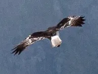 File:Circus maillardi flight male 2 crop.jpg