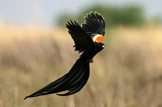 File:Euplectes progne in Kruger National Park.jpg
