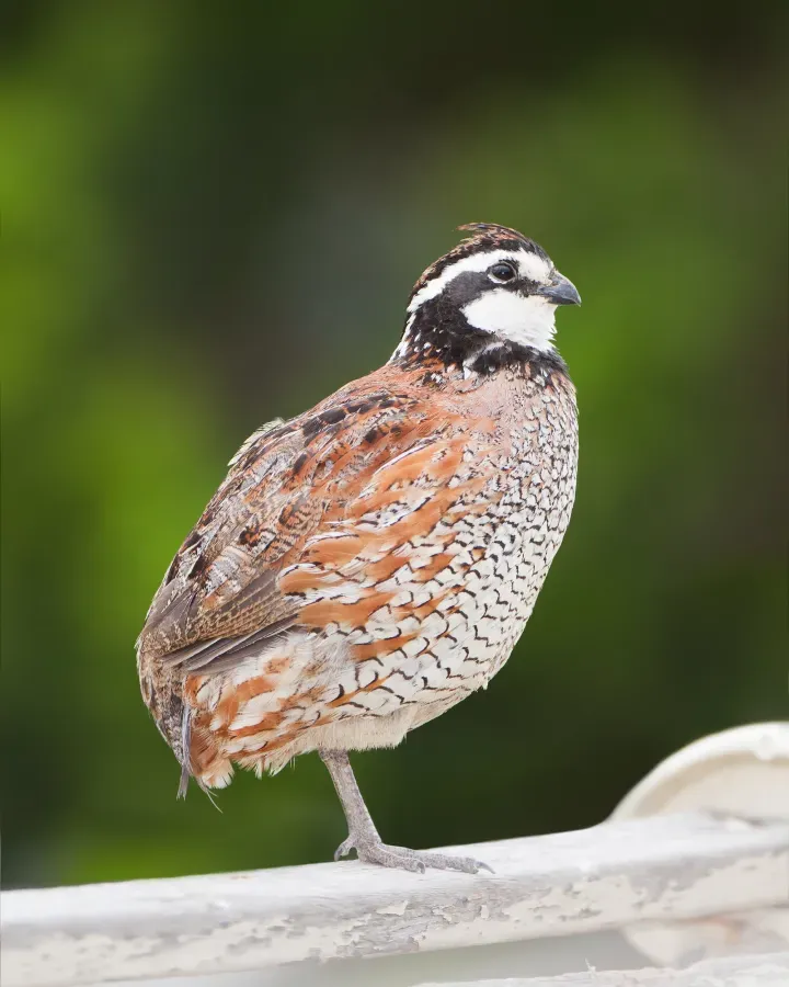 File:Colinus virginianus - Bird Walk.jpg