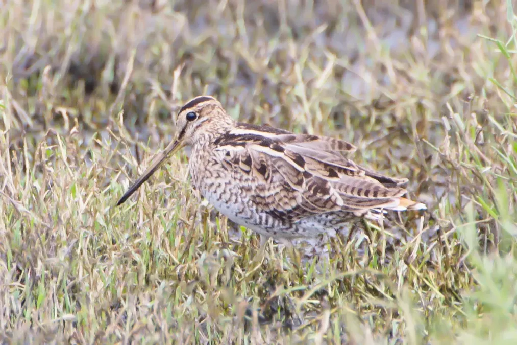 File:Gallinago hardwickii - Jerrabomberra Wetlands.jpg