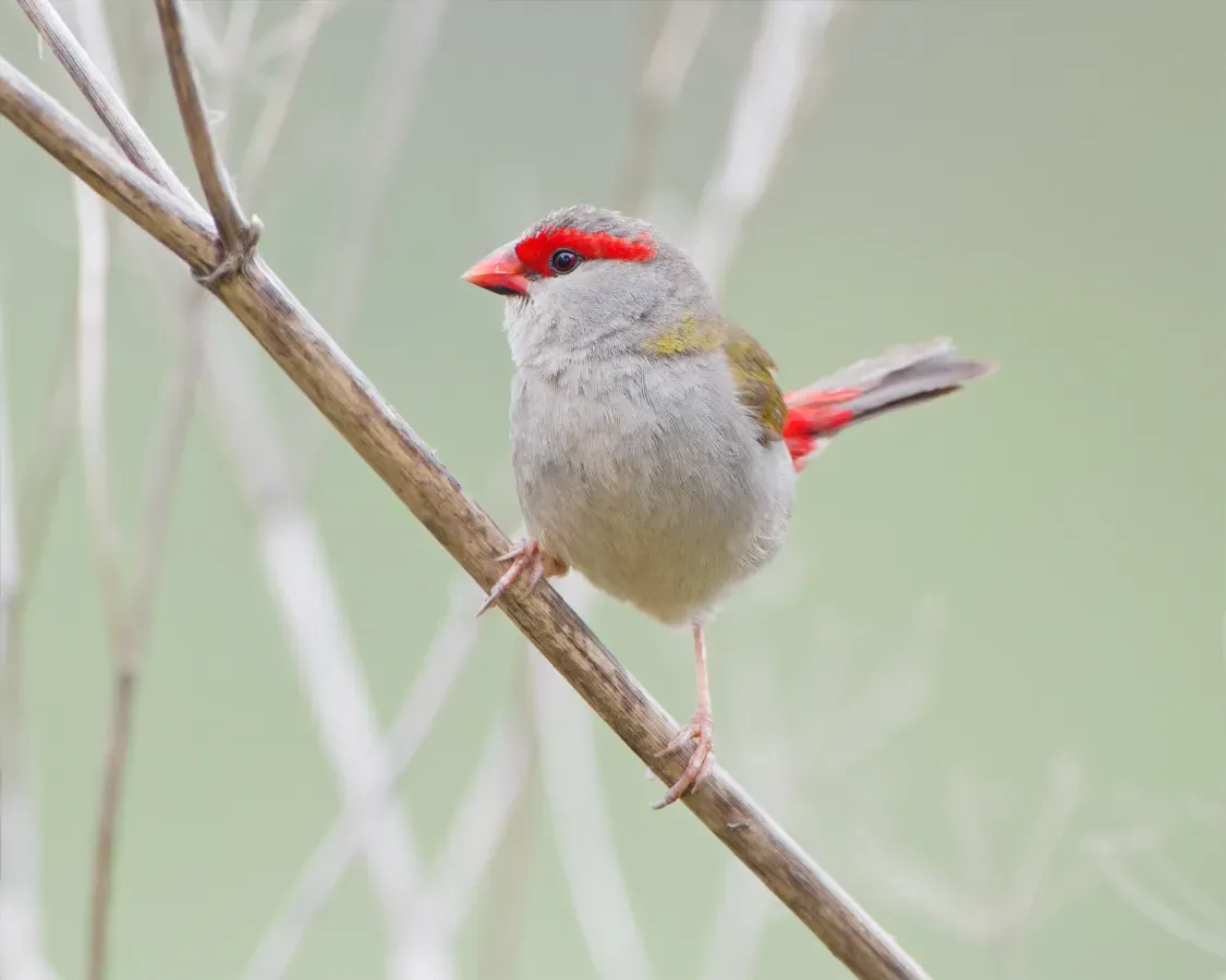 File:Neochmia temporalis - Jerrabomberra Wetlands.jpg