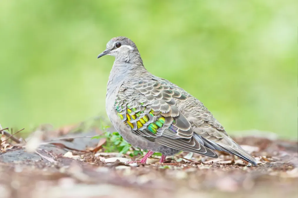 File:Phaps chalcoptera - Australian National Botanic Gardens.jpg