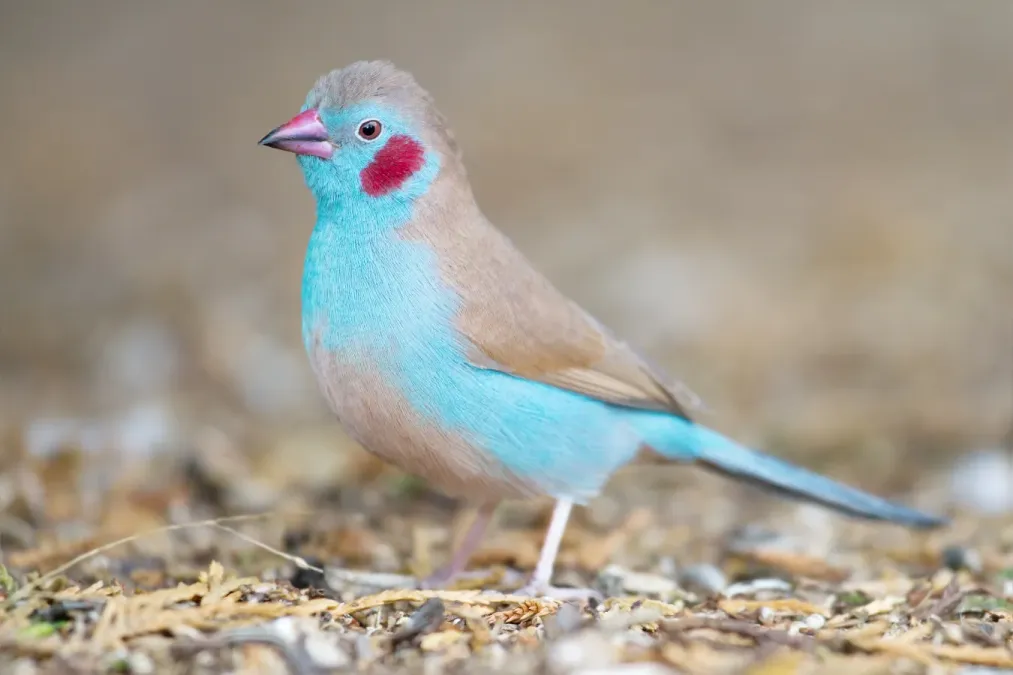 File:Uraeginthus bengalus - Bird Walk.jpg