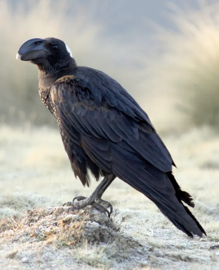 File:Flickr - don macauley - Corvus crassirostris Cropped.jpg