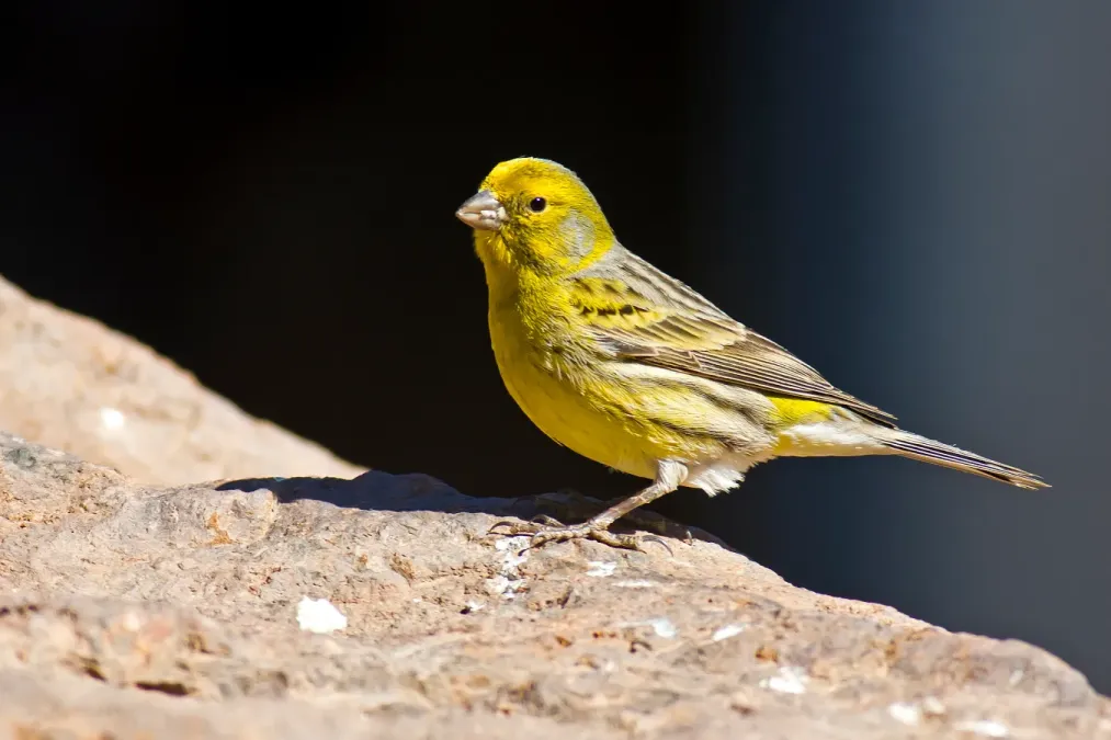 File:Serinus canaria -Parque Rural del Nublo, Gran Canaria, Spain -male-8a.jpg