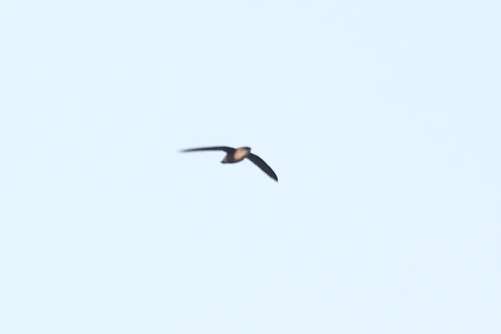 File:Vaux's Swift (Chaetura vauxi).jpg