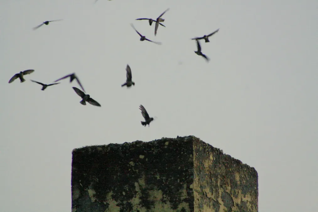File:Vaux's Swifts, Chaetura vauxi.jpg