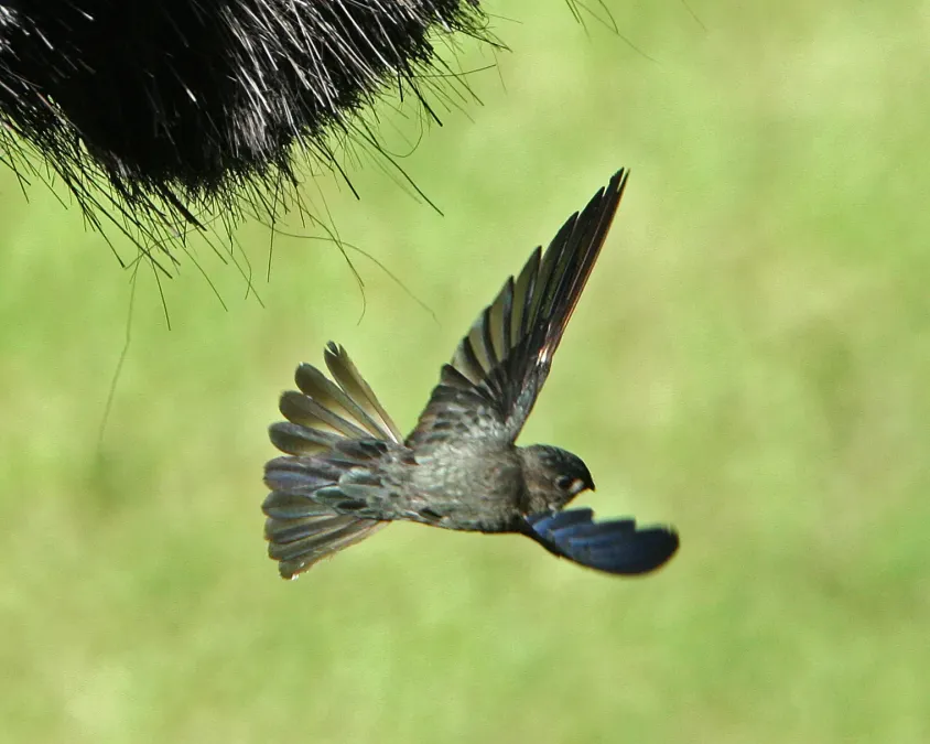 File:Glossy Swiftlet ( Collocalia esculenta).jpg