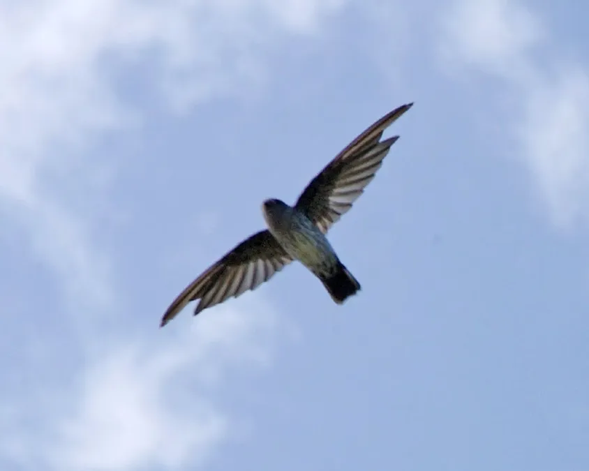 File:Cave Swiftlet (Collocalia linchi) 1.jpg