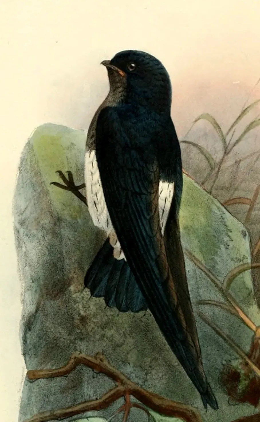 File:Zoonavena thomensis Keulemans.jpg