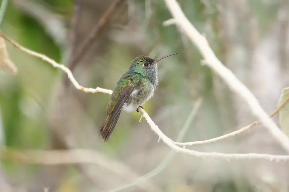 File:Honduran Emerald (Amazilia luciae).jpg