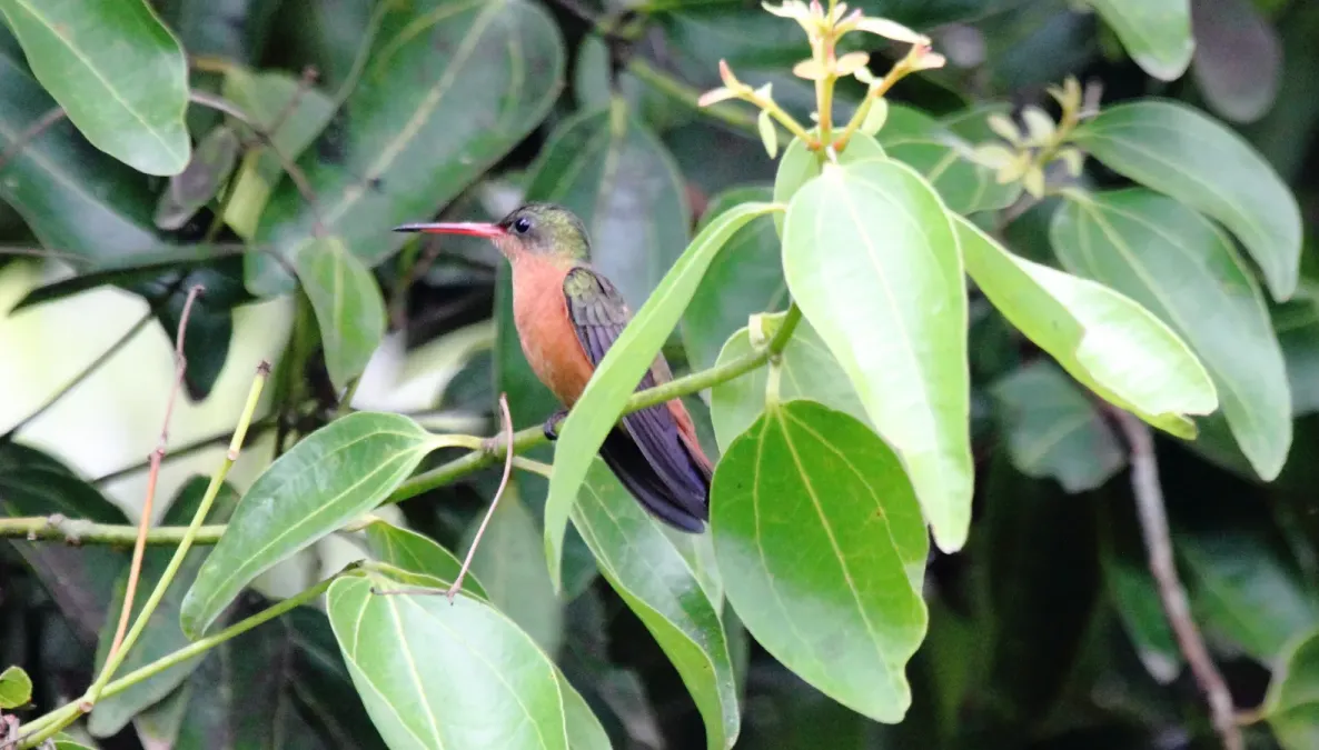 File:Cinnamon Hummingbird (Amazilia rutila).jpg