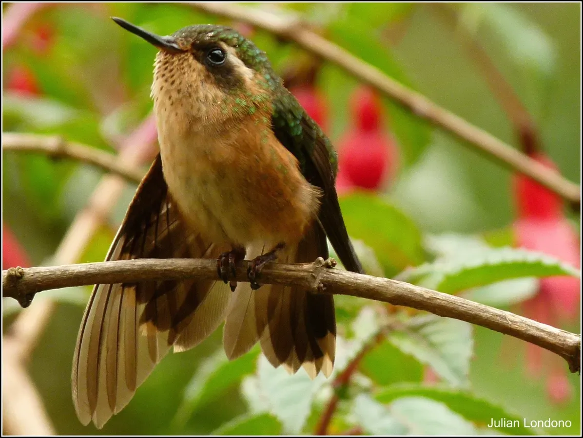 File:Speckled Hummingbird (Adelomyia melanogenys) 4.jpg
