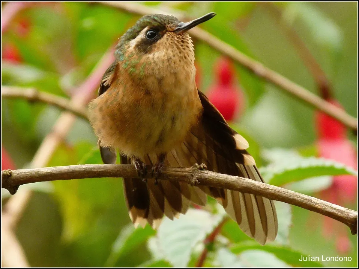 File:Speckled Hummingbird (Adelomyia melanogenys) 5.jpg