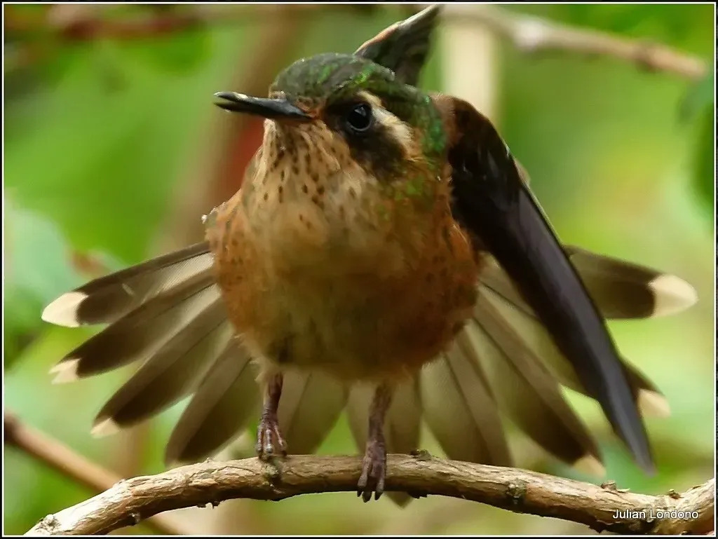 File:Speckled Hummingbird (Adelomyia melanogenys) 8.jpg