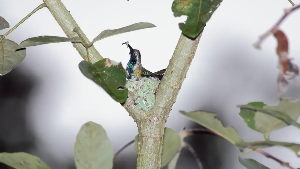 File:Green-Breasted Mango (Anthracothorax prevostii).jpg