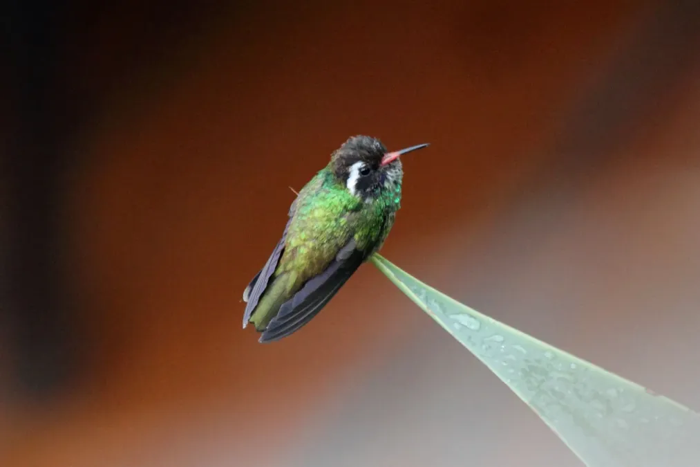 File:White-eared Hummingbird (Basilinna leucotis).jpg