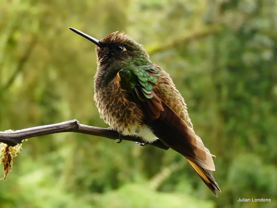 File:Buff-tailed Coronet (Boissonneaua flavescens) 7.jpg