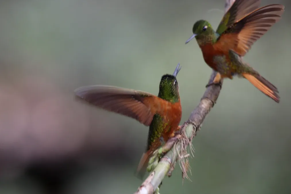 File:Chestnut-breasted Coronet (Boissonneaua matthewsii).jpg