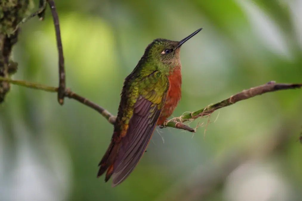 File:Chestnut-breasted Coronet (Boissonneaua matthewsii) 1.jpg