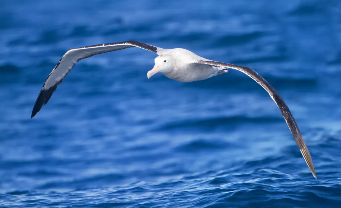 File:Diomedea exulans in flight - SE Tasmania.jpg