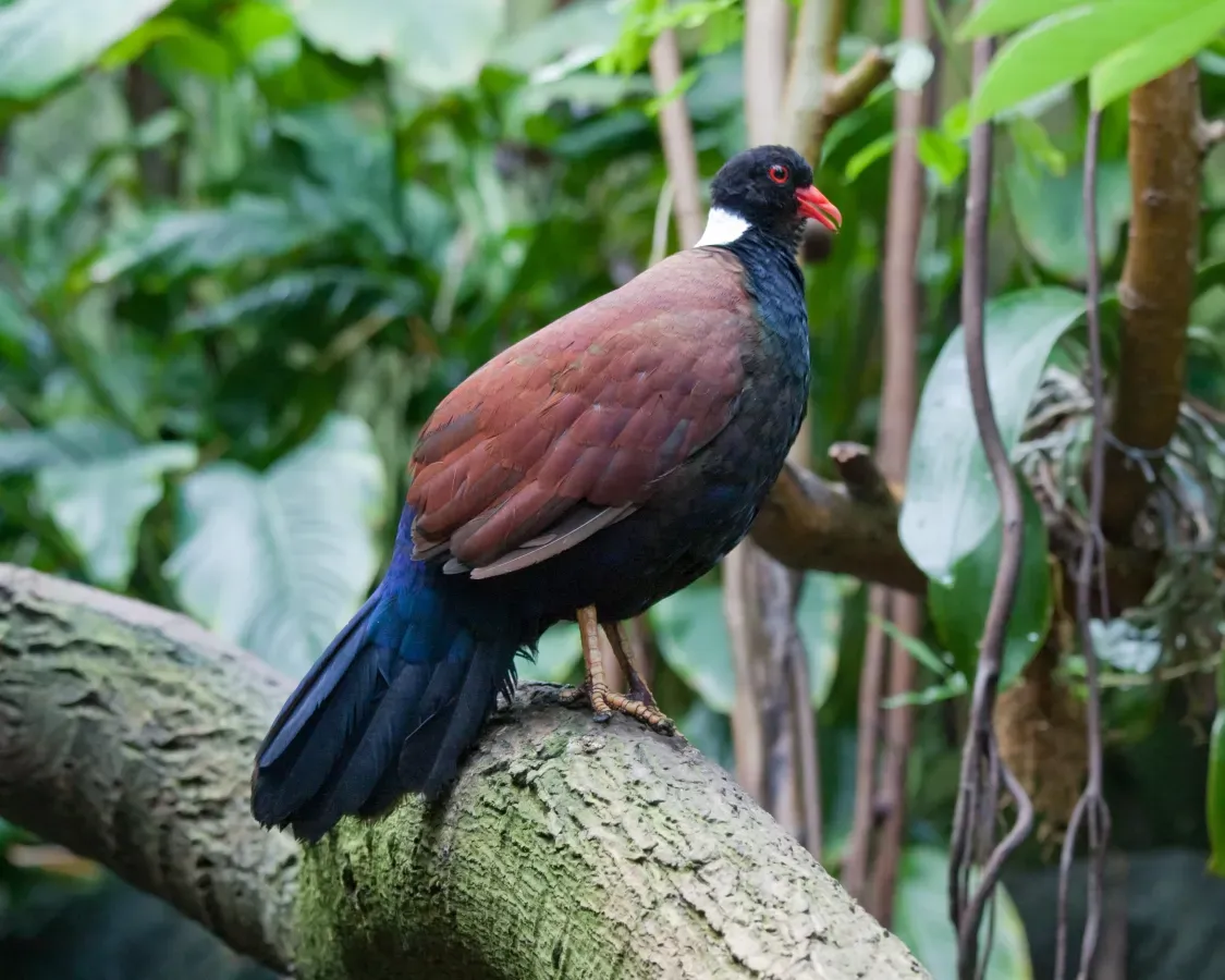 File:Otidiphaps nobilis.jpg