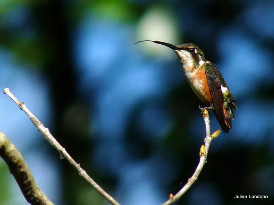 File:White-bellied Woodstar (Chaetocercus mulsant) 1.jpg